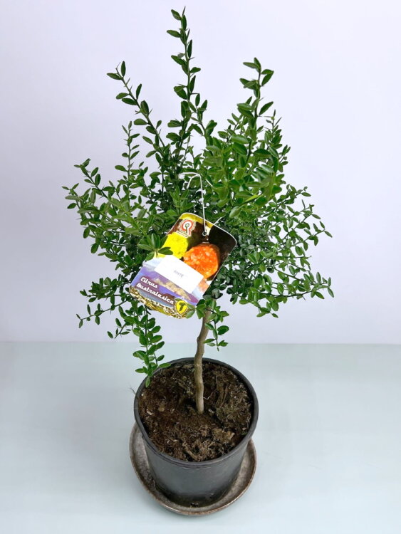 Микроцитрус Австралийский ⌀19 65 см 