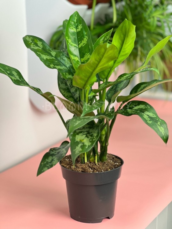 Аглаонема Мария ⌀14 35 см 
