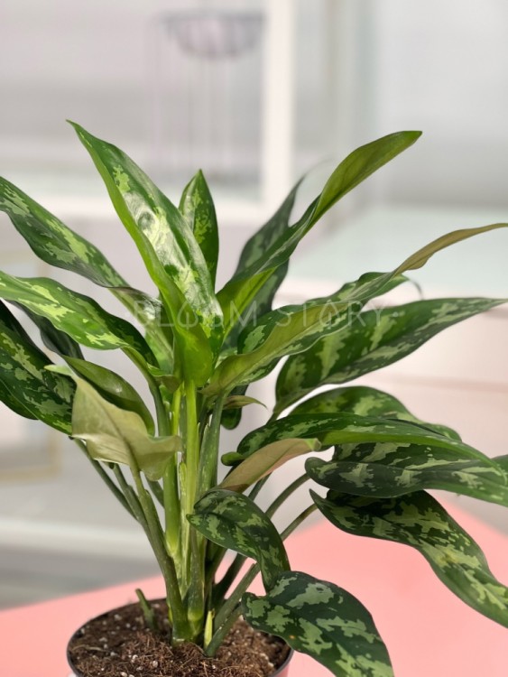 Аглаонема Мария ⌀14 35 см 