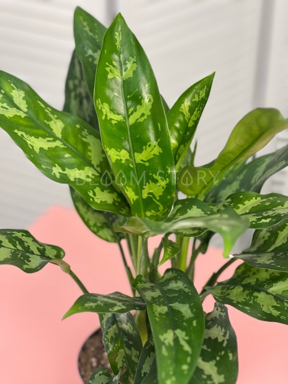 Аглаонема Мария ⌀14 35 см 