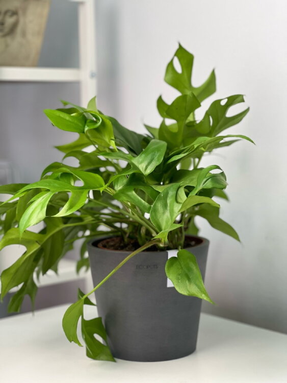 Кашпо Ecopots Amsterdam антрацит 