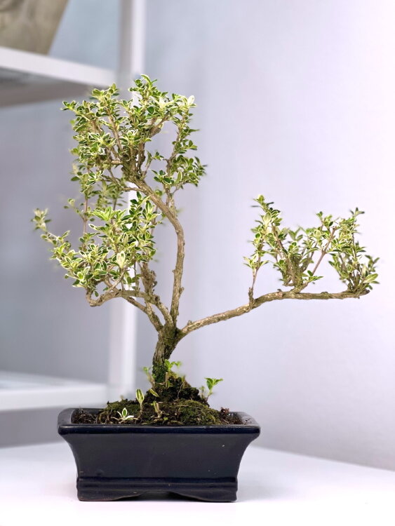 Бонсай Серриса вариегатная 30 см  Бонсай Серриса вариегатная 30 см