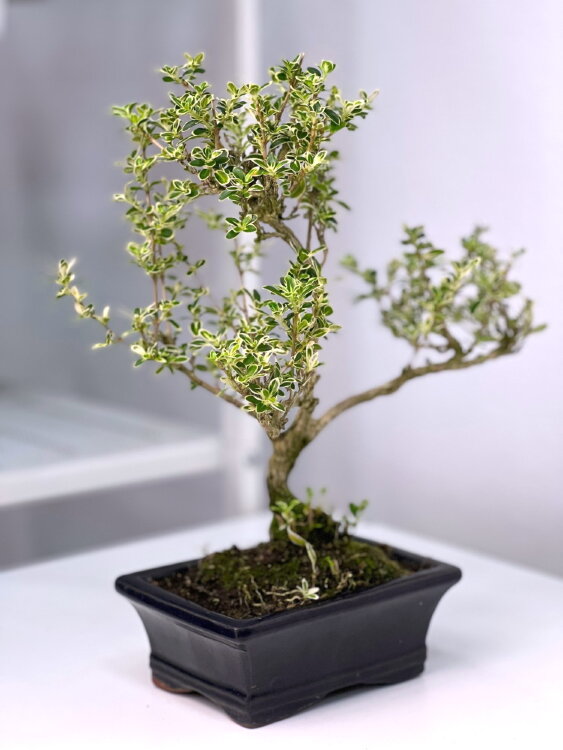 Бонсай Серриса вариегатная 30 см  Бонсай Серриса вариегатная 30 см