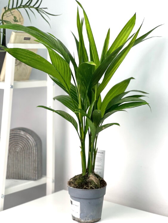 Арека Катеху ⌀12 45 см 