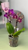 Орхидея Фаленопсис мини Пёрпл Принцесс (Арома) ⌀7 20 см 