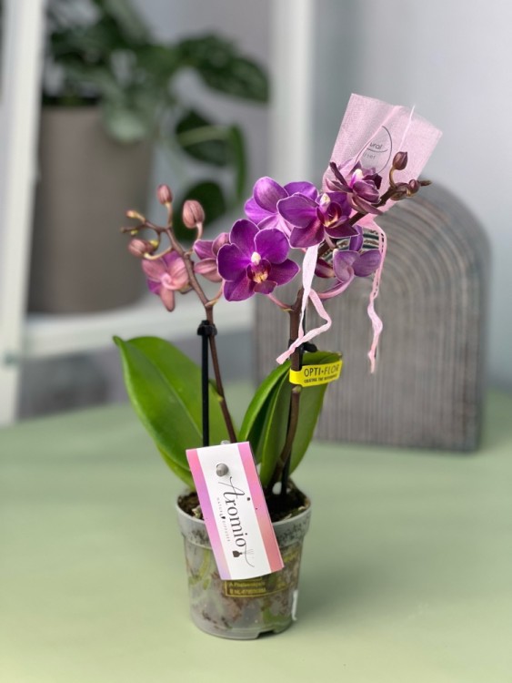 Орхидея Фаленопсис мини Пёрпл Принцесс (Арома) ⌀7 20 см 