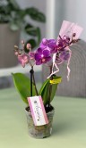 Орхидея Фаленопсис мини Пёрпл Принцесс (Арома) ⌀7 20 см 