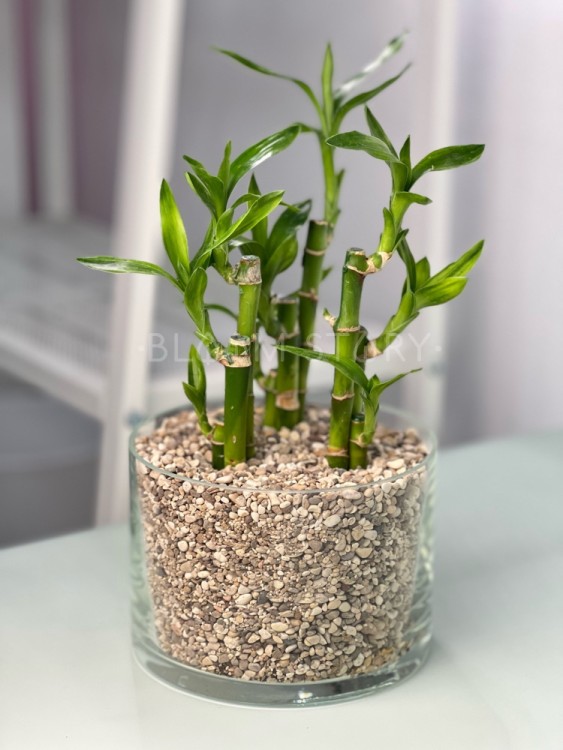 Бамбук в стекле цилиндр низкий 