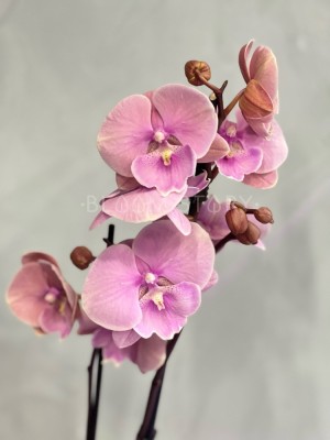 Орхидея Фаленопсис Принцесса Биг Лип ⌀12 55 см