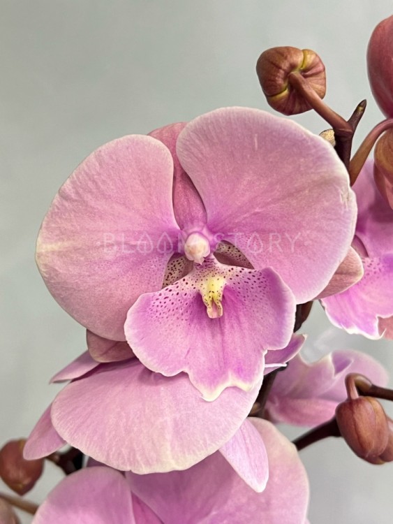 Орхидея Фаленопсис Принцесса Биг Лип ⌀12 55 см 