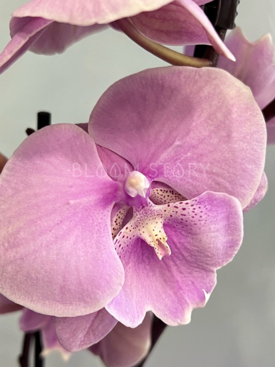 Орхидея Фаленопсис Принцесса Биг Лип ⌀12 55 см 