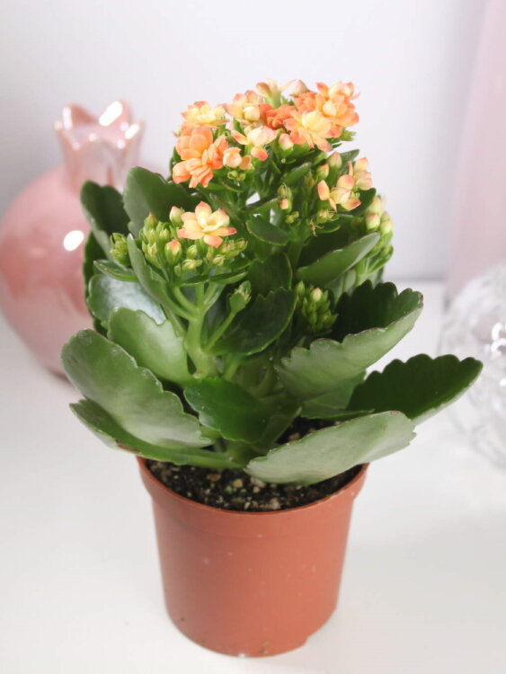 Каланхоэ Каландива оранжевое ⌀9 