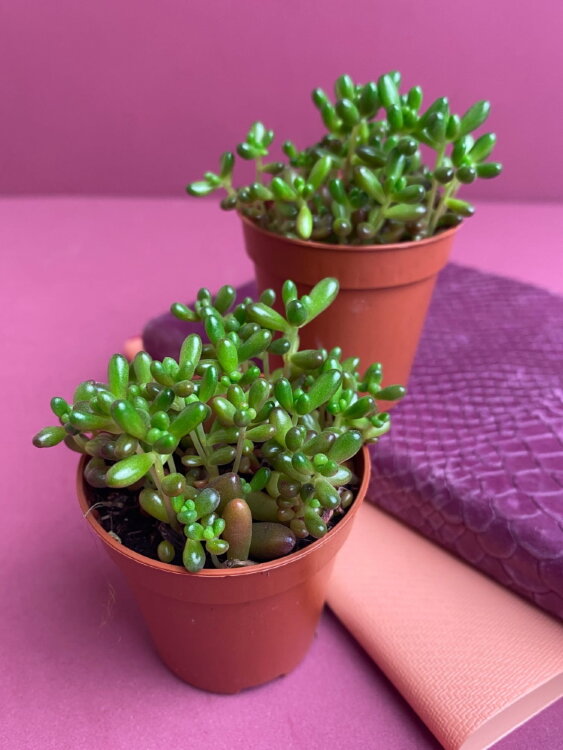 Седум Рубротинктум ⌀5 