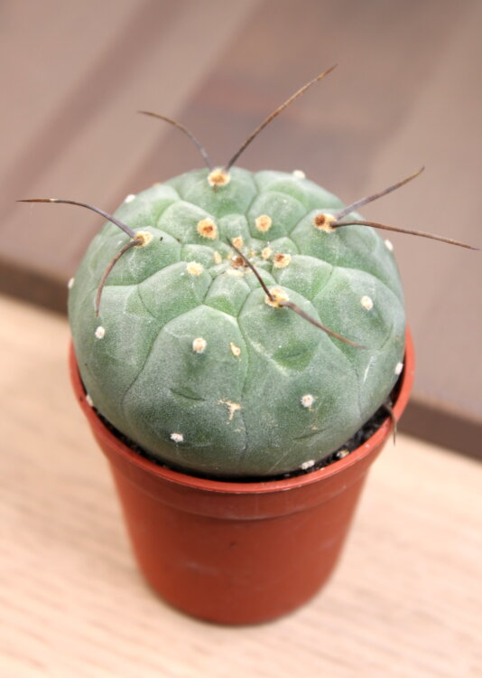 Матукана Мадисориун ⌀5 