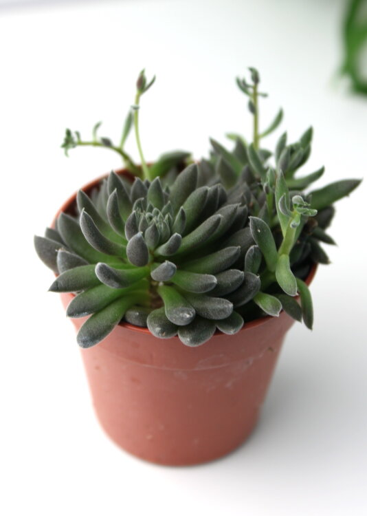 Синокрассула Юннаньская ⌀5 