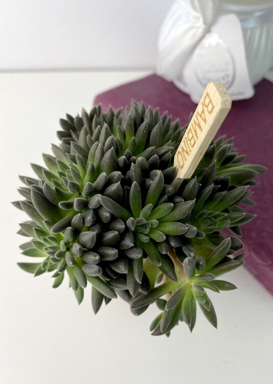 Синокрассула Юннаньская ⌀5 