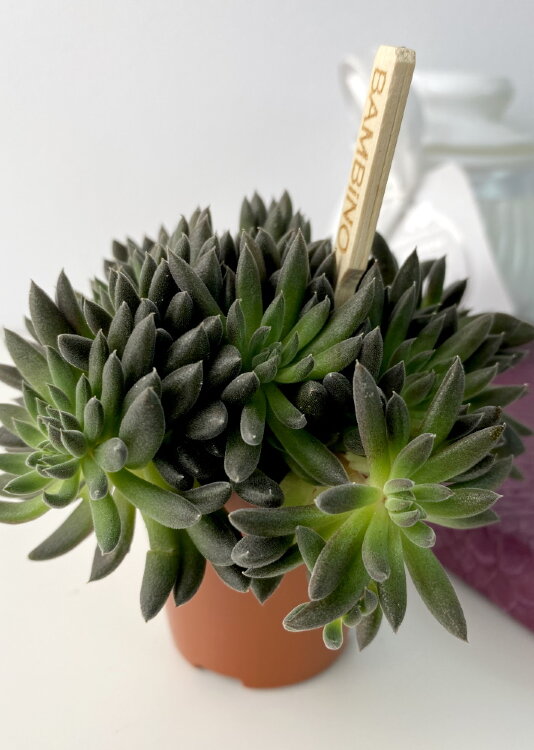 Синокрассула Юннаньская ⌀5 