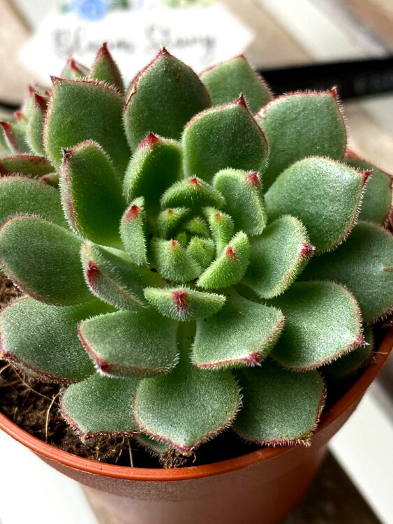 Эхеверия Дероза дабл ⌀5 