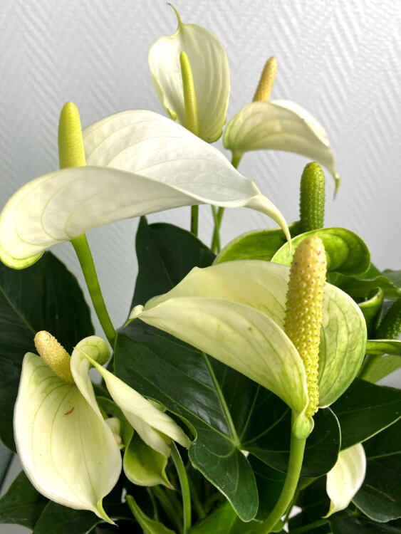 Антуриум белый Вайт Чемпион ⌀17 60 см 