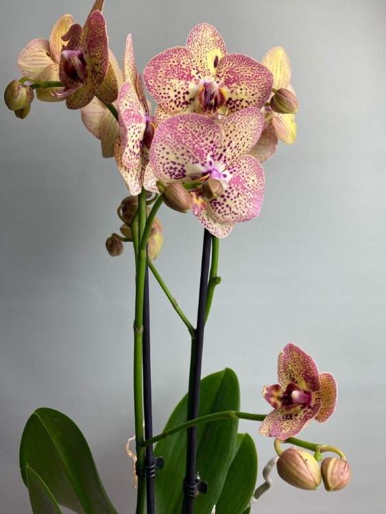 Орхидея Фаленопсис Кристал Корал 2 ст 