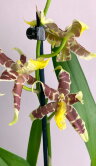 Орхидея Брассия Тесса 1 ст 