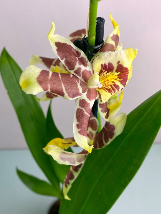 Орхидея Брассия Тесса 1 ст  Орхидея Брассия Тесса 1 ст