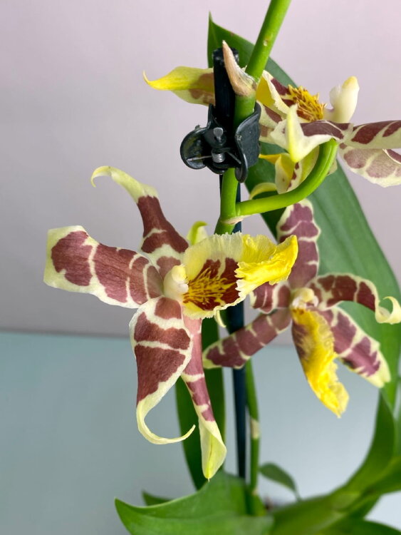 Орхидея Брассия Тесса 1 ст  Орхидея Брассия Тесса 1 ст