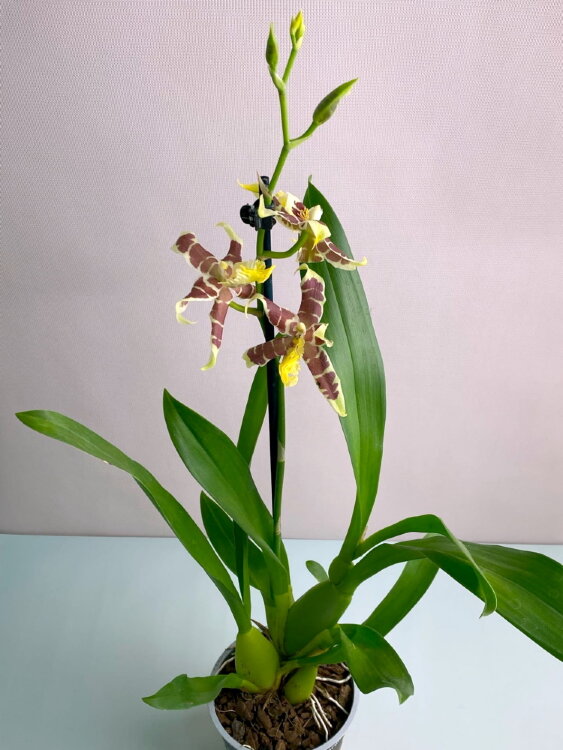 Орхидея Брассия Тесса 1 ст  Орхидея Брассия Тесса 1 ст