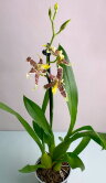 Орхидея Брассия Тесса 1 ст 
