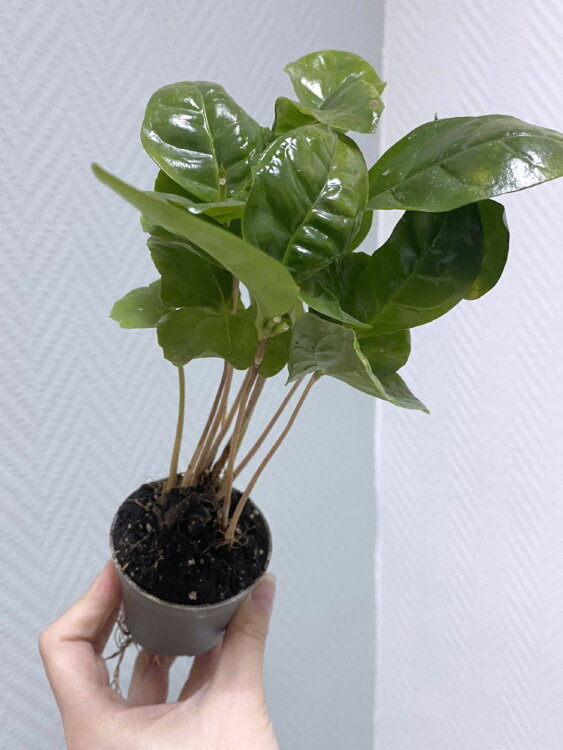 Кофе Арабика ⌀6 15 см 