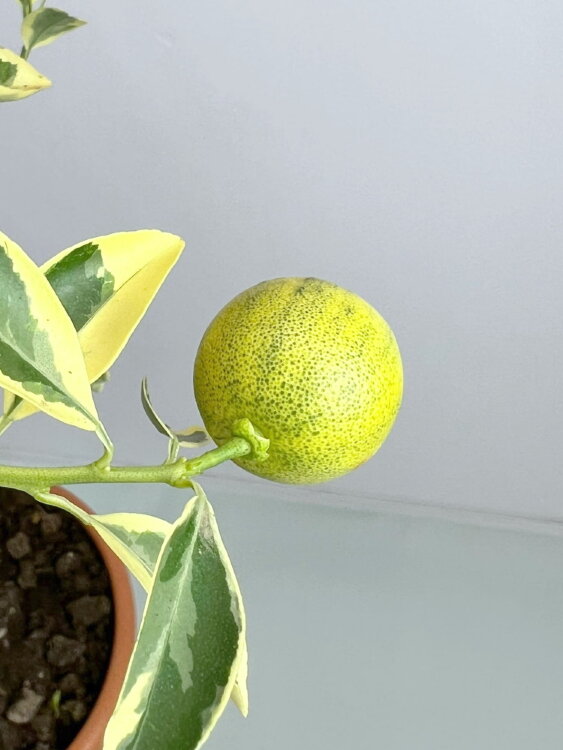 Цитрофортунелла Каламондин Вариегата ⌀22 85 см 