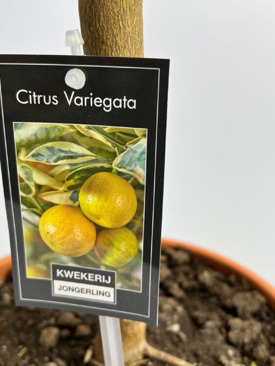 Цитрофортунелла Каламондин Вариегата ⌀22 85 см 