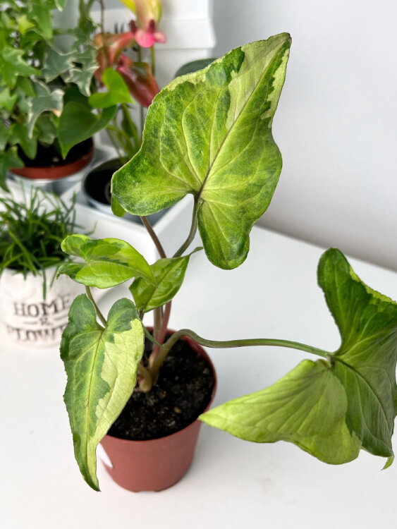 Сингониум Три Короля ⌀8 25 см 