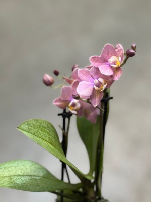Орхидея Мультифлора Одорион (Арома) ⌀9 25 см