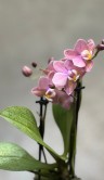 Орхидея Мультифлора Одорион (Арома) ⌀9 25 см 