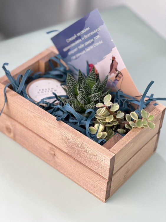 Набор подарочный с суккулентами синий 