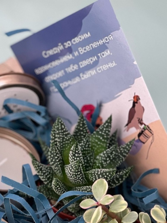 Набор подарочный с суккулентами синий 