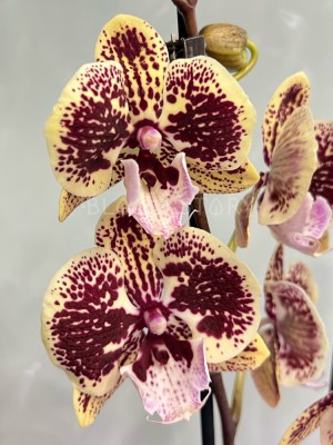 Орхидея Фаленопсис Уитни Биг Лип ⌀12 60 см