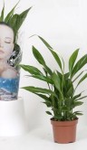 Спатифиллум Алана ⌀9 30 см 