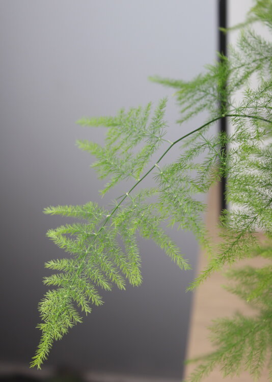 Аспарагус Сетацеус ⌀12 30 см 