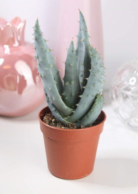 Алоэ Рейции голубое ⌀5 