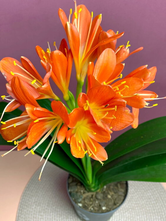 Кливия миниата 