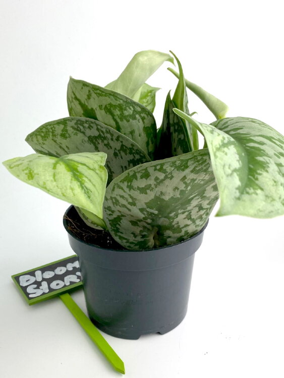 Сциндапсус Пиктус Требе ⌀12 20 см 