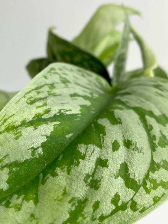 Сциндапсус Пиктус Требе ⌀12 20 см 