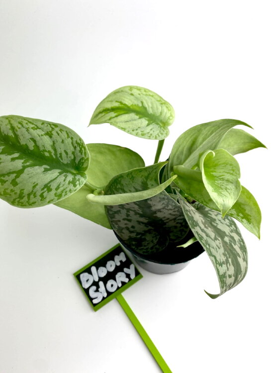 Сциндапсус Пиктус Требе ⌀12 20 см 