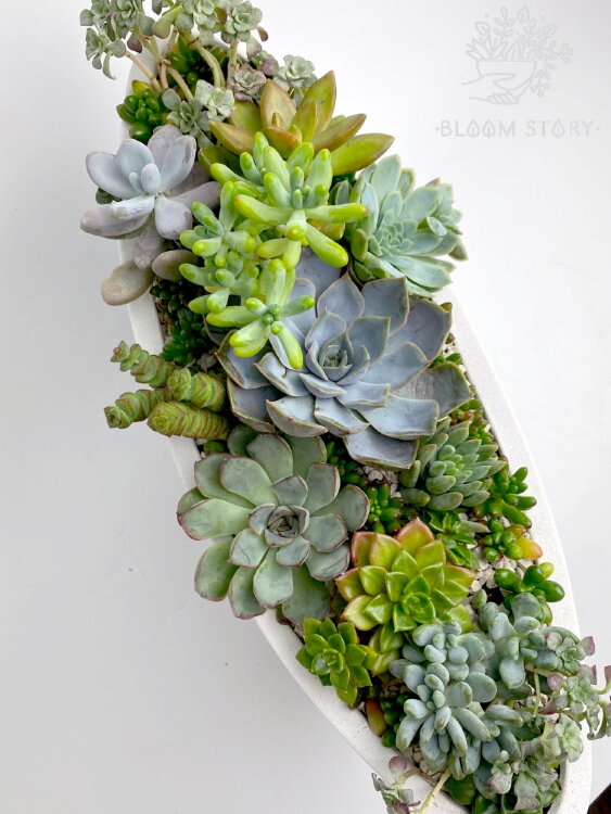 Композиция из суккулентов Лодка 