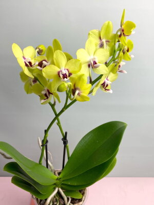 Орхидея Фаленопсис Еллоу Спот 2 ст