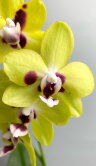 Орхидея Фаленопсис Еллоу Спот 2 ст 