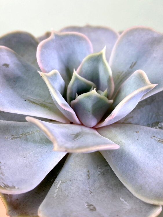 Эхеверия Лилацина ⌀8 