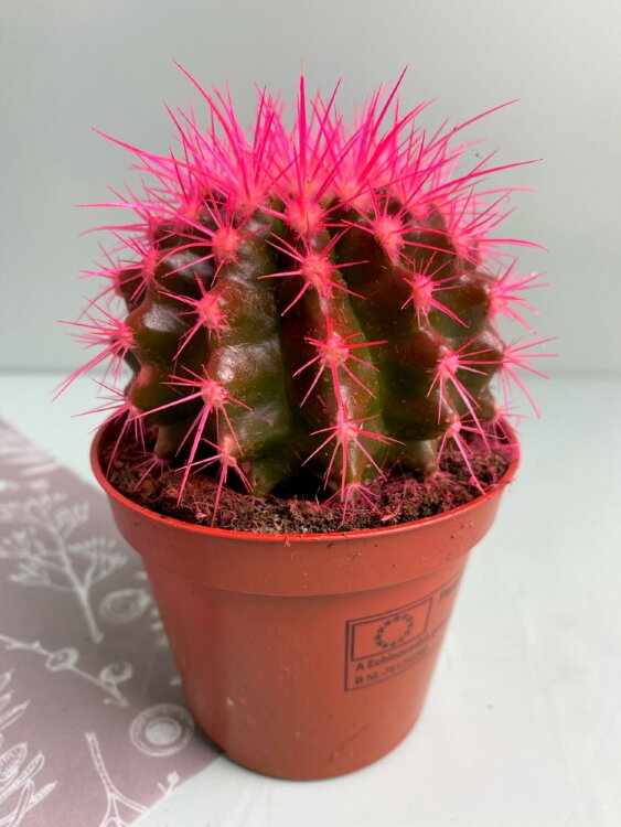 Кактус Грузони цветной розовый ⌀8 